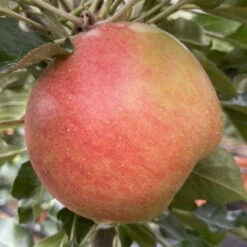 Kölle Bio Säulenapfel 'Rhapsodie'Ⓢ, Unterlage MM 111, Topf 10 Liter -Bio Pflanzen Verkauf 0480650016 KB Rhapsodie Saeulenapfel 2 115630