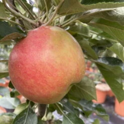 Kölle Bio Säulenapfel 'Rhapsodie'Ⓢ, Unterlage MM 111, Topf 10 Liter -Bio Pflanzen Verkauf 0480650016 KB Rhapsodie Saeulenapfel 3 115629