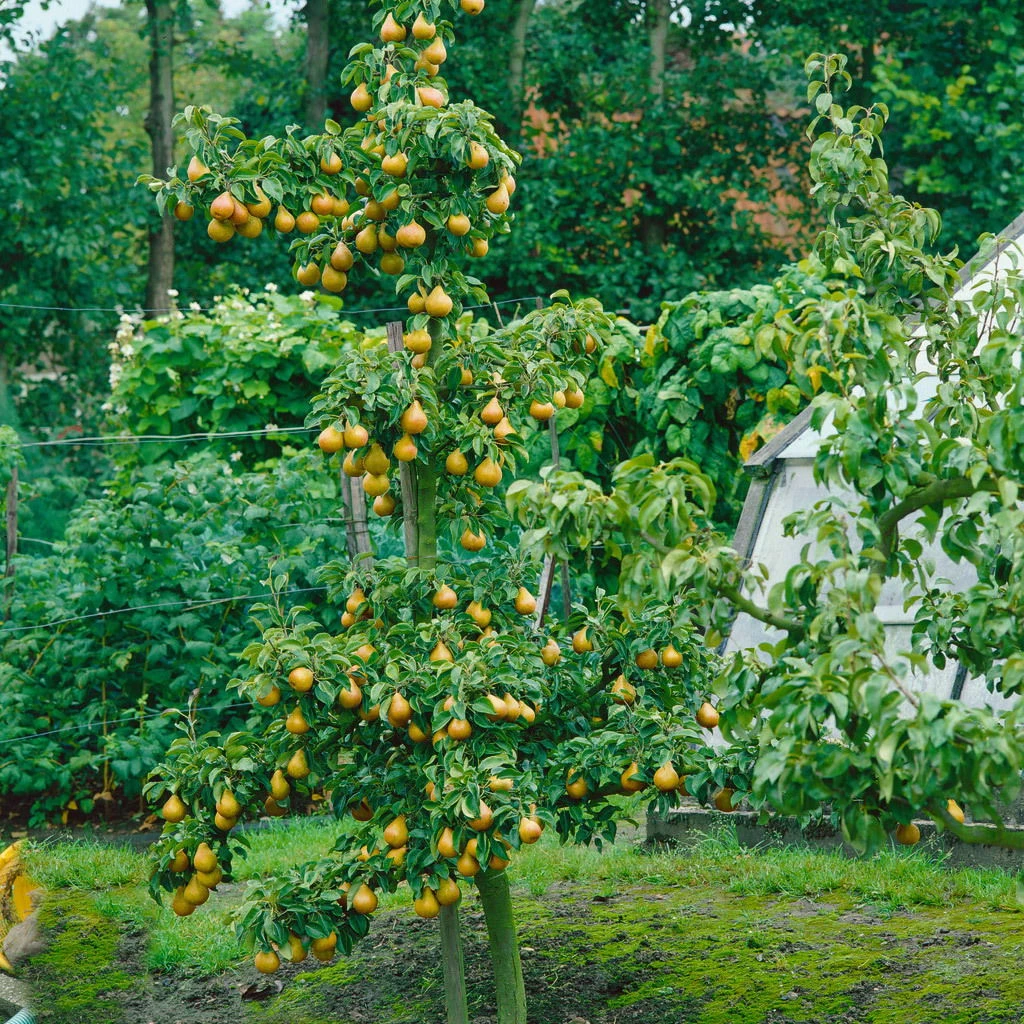 Kölle Bio Säulenbirne 'Obelisk'®, Unterlage Quitte A, Topf 10 Liter 1 Kölle Bio Säulenbirne 'Obelisk'®, Unterlage Quitte A, Topf 10 Liter