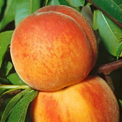 Kölle Bio Zwergpfirsich 'Amber'® Pix ZeeⓈ, Topf 7,5 Liter -Bio Pflanzen Verkauf 0480670029 KB Zwergpfirsich Amber Co 7 5l 49535