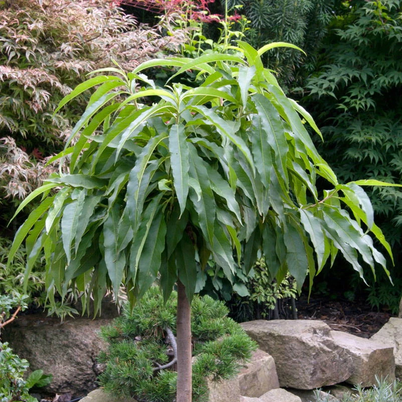 Kölle Bio Zwergpfirsich 'Diamond'® ZaipeviⓈ, Topf 7,5 Liter 3 Kölle Bio Zwergpfirsich 'Diamond'® ZaipeviⓈ, Topf 7,5 Liter – Bild 3