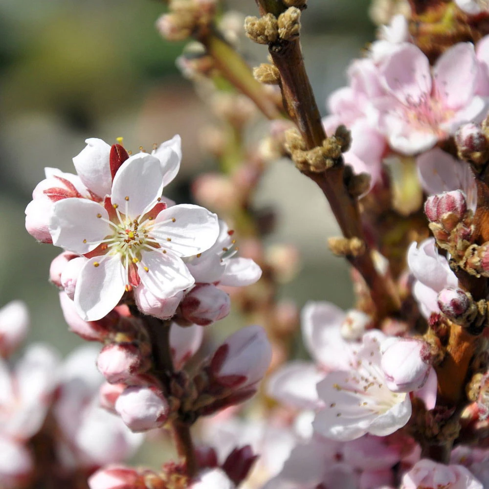 Kölle Bio Zwergpfirsich 'Diamond'® ZaipeviⓈ, Topf 7,5 Liter 2 Kölle Bio Zwergpfirsich 'Diamond'® ZaipeviⓈ, Topf 7,5 Liter – Bild 2