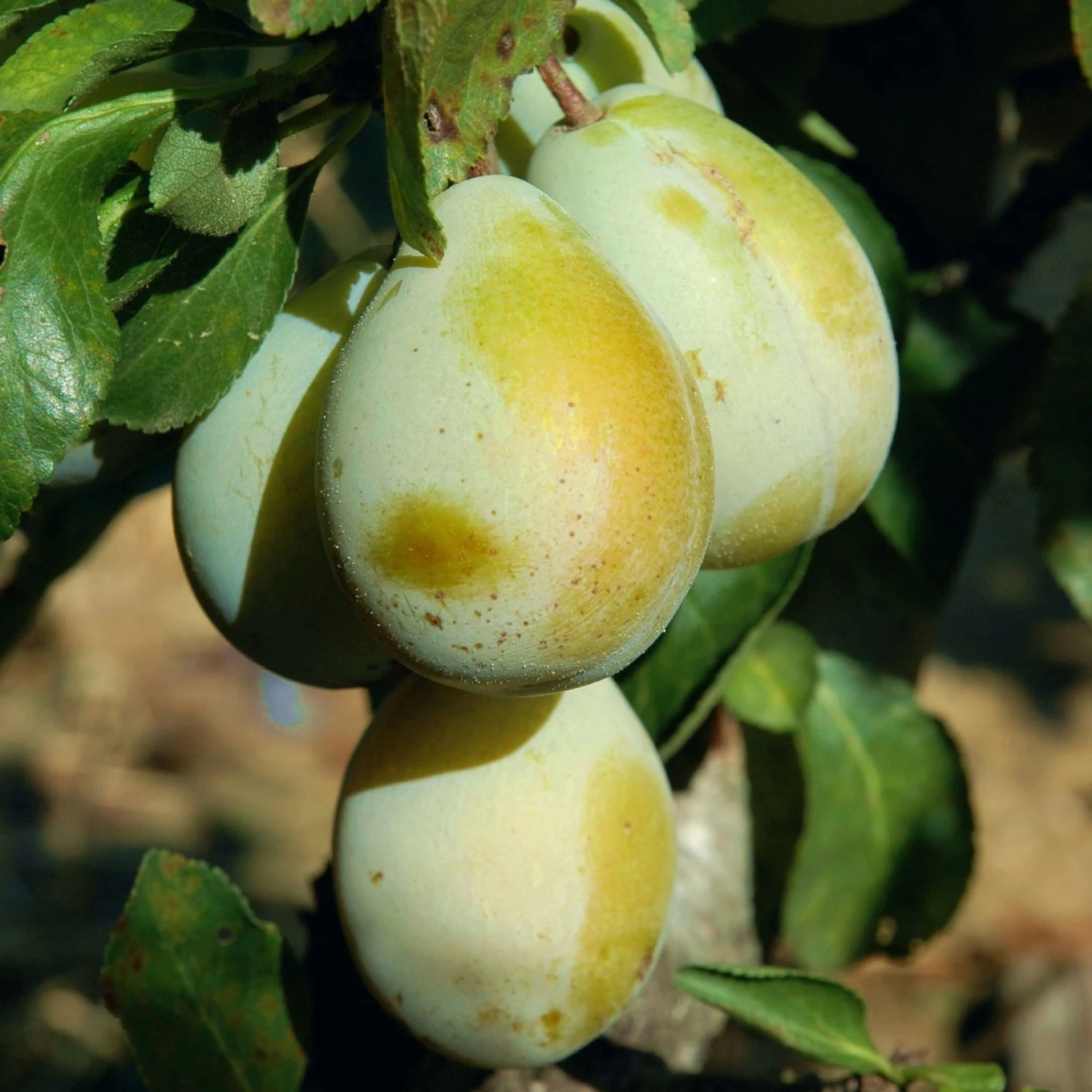 Kölle Bio Zwergreneklode 'Goldust'®, Topf 7,5 Liter 2 Kölle Bio Zwergreneklode 'Goldust'®, Topf 7,5 Liter – Bild 2