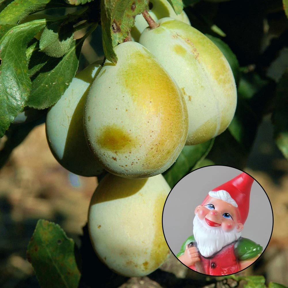 Kölle Bio Zwergreneklode 'Goldust'®, Topf 7,5 Liter 1 Kölle Bio Zwergreneklode 'Goldust'®, Topf 7,5 Liter