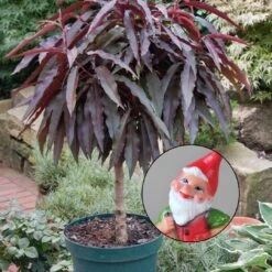 Kölle Bio Rotlaubiger Zwergpfirsich "Crimson® BonfireⓈ, Im 7,5 L Topf