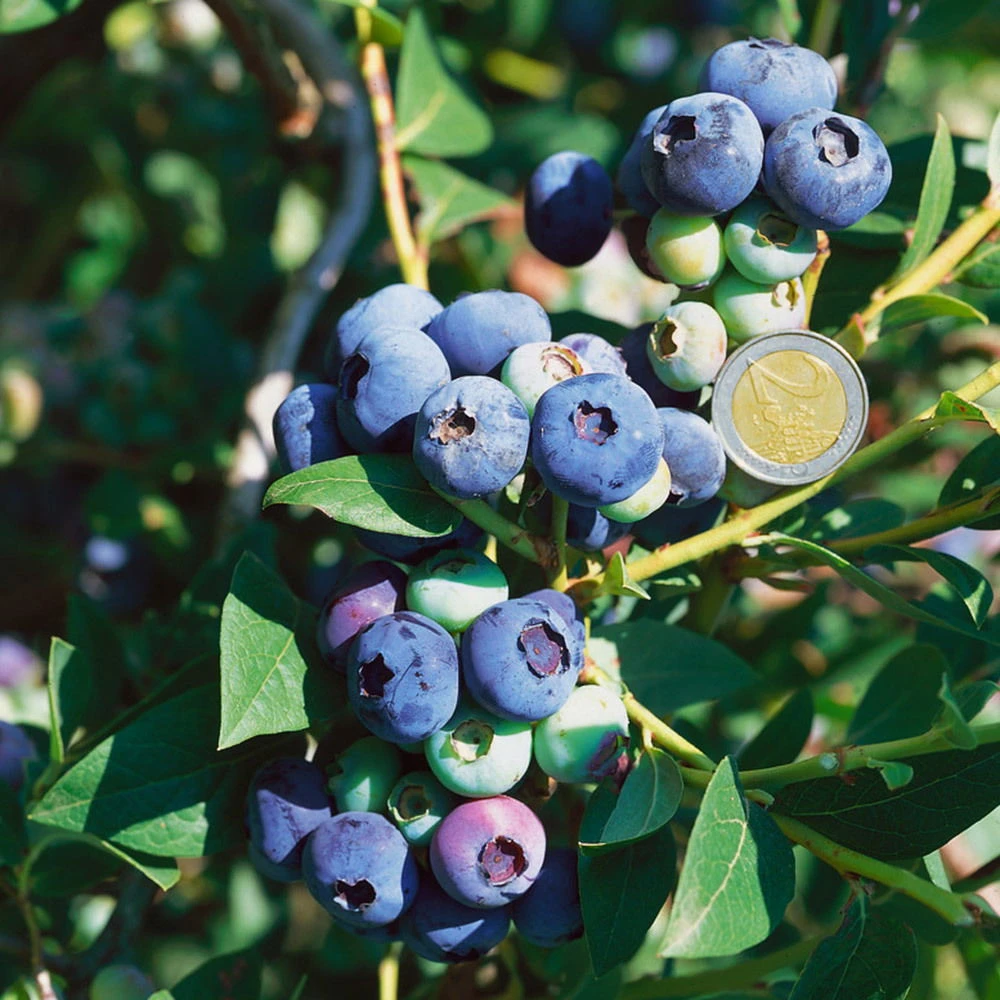 Heidelbeeren 'Darrow', 4er-Set, Höhe Ca. 35 Cm, Topf 2 Liter 1 Heidelbeeren 'Darrow', 4er-Set, Höhe Ca. 35 Cm, Topf 2 Liter