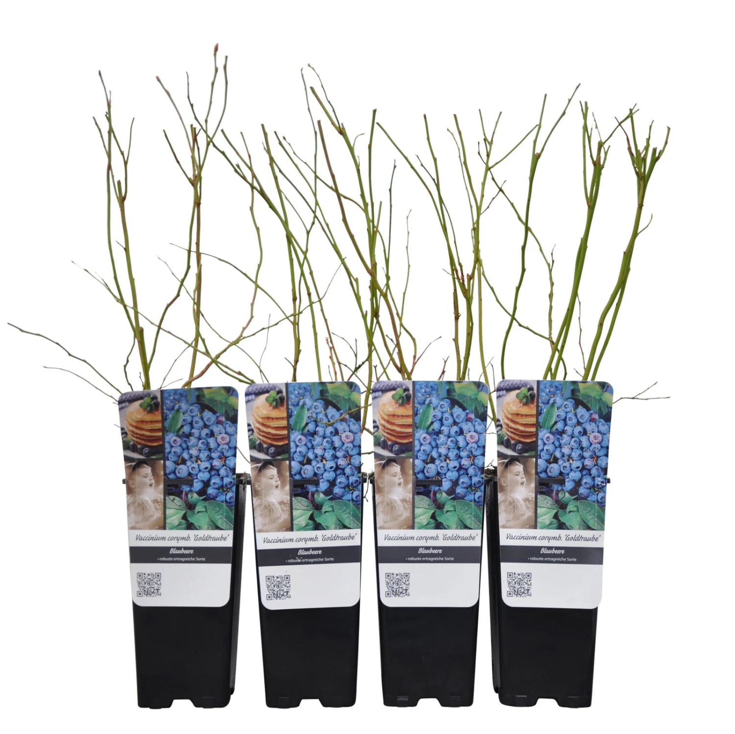 Heidelbeere 'Goldtraube', 4er-Set, Topf Je 2 Liter 2 Heidelbeere 'Goldtraube', 4er-Set, Topf Je 2 Liter – Bild 2