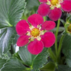 Erdbeere 'Fragoo® Toscana', Frühreif & öftertragend, Ampeltopf-Ø 27 Cm -Bio Pflanzen Verkauf 0480910279 Toscana Erdbeerampel 27er Topf 2 111241