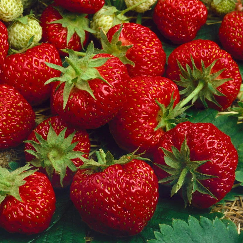 Bio Pflanzen Verkauf -Bio Pflanzen Verkauf 0480910396 Hummi Merosa im 6er Set T92 neu 89653