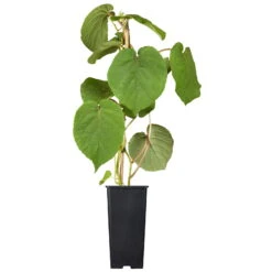 Grünfruchtige Kiwi 'Hayward', 2er-Set, Topf 15 Cm Ø -Bio Pflanzen Verkauf 0480960140 0480960141 0480960142 Golden Kiwi Altas 87663