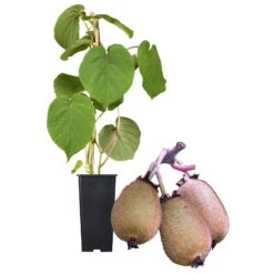 Grünfruchtige Kiwi 'Hayward', 2er-Set, Topf 15 Cm Ø -Bio Pflanzen Verkauf 0480960141 Kiwi Hayward Set inkl Befruchtersorte neu 88605