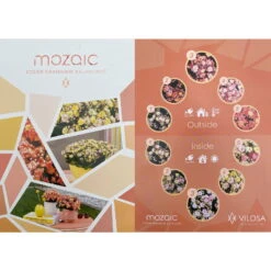 Kalanchoe 'Mozaic', Wechselfarbig, Topf-Ø 12 Cm, Höhe Ca. 22 Cm, 6er-Set 13 Kalanchoe 'Mozaic', Wechselfarbig, Topf-Ø 12 Cm, Höhe Ca. 22 Cm, 6er-Set -Bio Pflanzen Verkauf 0610103650 Outdoor Kalanchoe Mozaic wechselfarbig 6er Set 12 113797