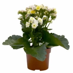 Kalanchoe 'Mozaic', Wechselfarbig, Topf-Ø 12 Cm, Höhe Ca. 22 Cm, 6er-Set 10 Kalanchoe 'Mozaic', Wechselfarbig, Topf-Ø 12 Cm, Höhe Ca. 22 Cm, 6er-Set -Bio Pflanzen Verkauf 0610103650 Outdoor Kalanchoe Mozaic wechselfarbig 6er Set 2 113821