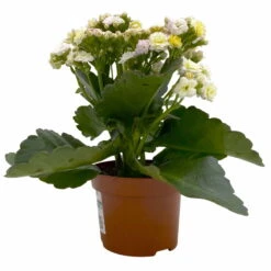 Kalanchoe 'Mozaic', Wechselfarbig, Topf-Ø 12 Cm, Höhe Ca. 22 Cm, 6er-Set 11 Kalanchoe 'Mozaic', Wechselfarbig, Topf-Ø 12 Cm, Höhe Ca. 22 Cm, 6er-Set -Bio Pflanzen Verkauf 0610103650 Outdoor Kalanchoe Mozaic wechselfarbig 6er Set 3 113822