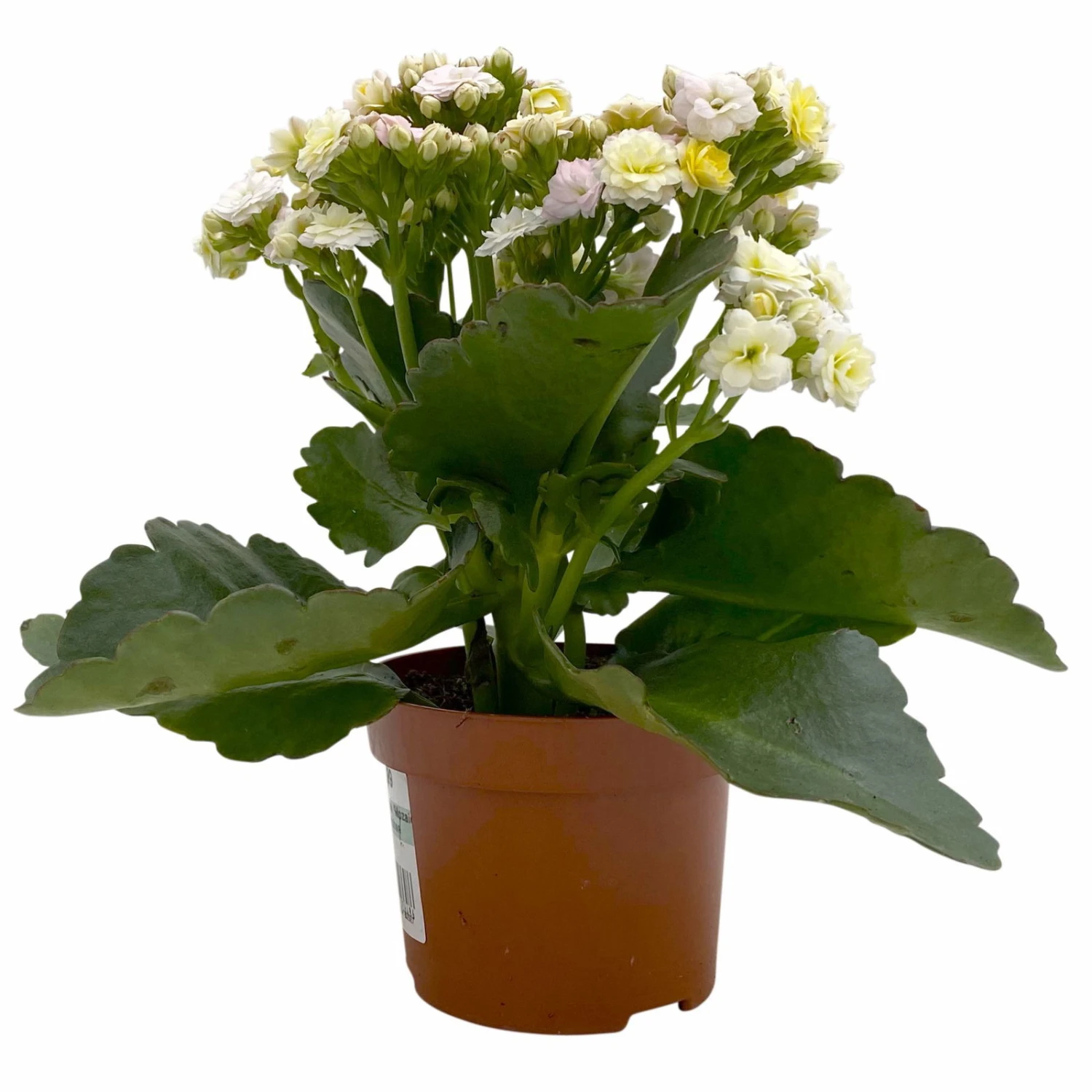 Kalanchoe 'Mozaic', Wechselfarbig, Topf-Ø 12 Cm, Höhe Ca. 22 Cm, 6er-Set 4 Kalanchoe 'Mozaic', Wechselfarbig, Topf-Ø 12 Cm, Höhe Ca. 22 Cm, 6er-Set – Bild 4