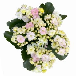 Kalanchoe 'Mozaic', Wechselfarbig, Topf-Ø 12 Cm, Höhe Ca. 22 Cm, 6er-Set 12 Kalanchoe 'Mozaic', Wechselfarbig, Topf-Ø 12 Cm, Höhe Ca. 22 Cm, 6er-Set -Bio Pflanzen Verkauf 0610103650 Outdoor Kalanchoe Mozaic wechselfarbig 6er Set 8 113824