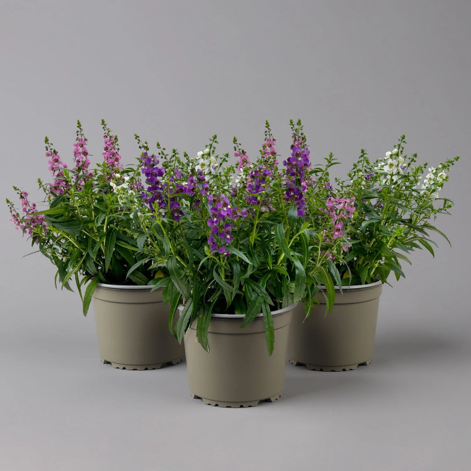 Angelonia 'Trio' Rosa-weiß-lila/blau, Topf-Ø 15 Cm, 3er-Set 1 Angelonia 'Trio' Rosa-weiß-lila/blau, Topf-Ø 15 Cm, 3er-Set