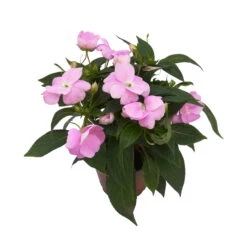 Edellieschen Flieder, Topf -Ø 12 Cm, 6er-Set 12 Edellieschen Flieder, Topf -Ø 12 Cm, 6er-Set -Bio Pflanzen Verkauf 0610110038 Impatiens NG flieder 1 88496