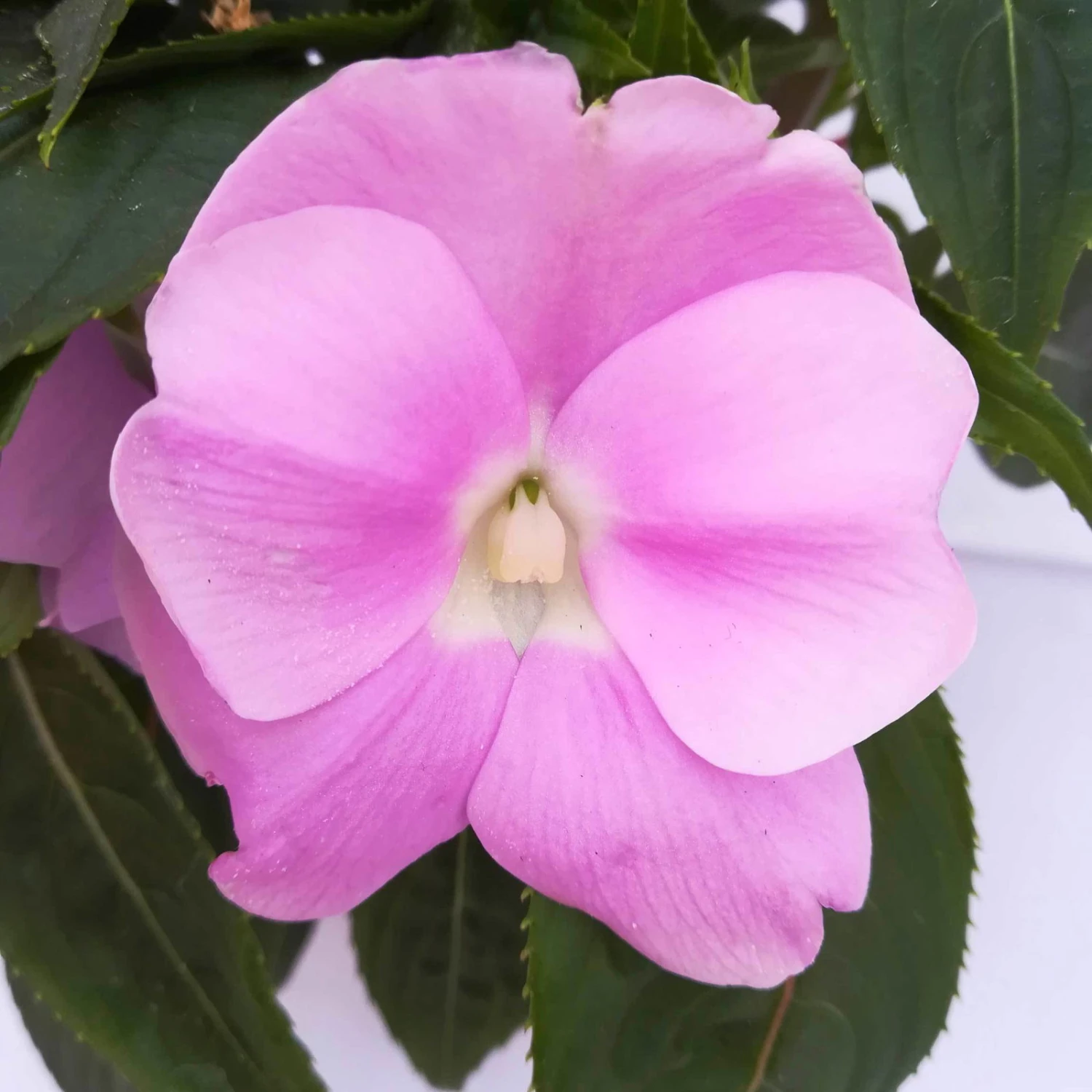 Edellieschen Flieder, Topf -Ø 12 Cm, 6er-Set 2 Edellieschen Flieder, Topf -Ø 12 Cm, 6er-Set – Bild 2