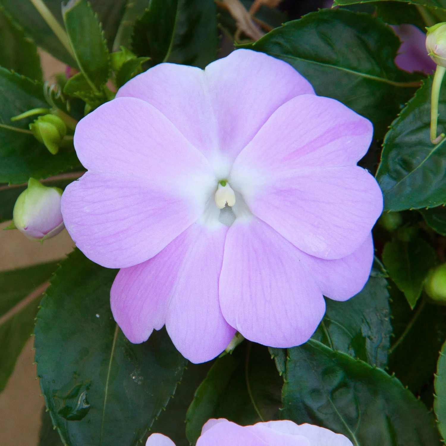 Edellieschen Flieder, Topf -Ø 12 Cm, 6er-Set 1 Edellieschen Flieder, Topf -Ø 12 Cm, 6er-Set