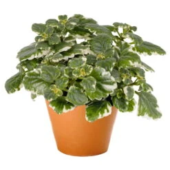 Plectranthus 'Variegata' Grün-weiß, Topf -Ø 12 Cm, 6er-Set -Bio Pflanzen Verkauf 0610180182 Plectranthus T12 Set 3Stueck 74398