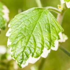 Plectranthus 'Variegata' Grün-weiß, Topf -Ø 12 Cm, 6er-Set -Bio Pflanzen Verkauf 0610180182 Plectranthus1 76855