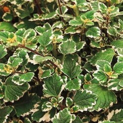 Plectranthus 'Variegata' Grün-weiß, Topf -Ø 12 Cm, 6er-Set -Bio Pflanzen Verkauf 0610180182 Plectranthus2 76854