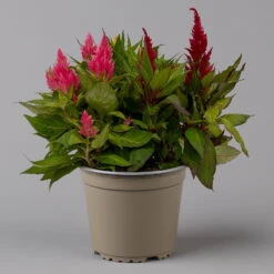 Celosia 'Kelos Fire Karneval' Orange-gelb-rot, Topf-Ø 20 Cm -Bio Pflanzen Verkauf 0610240048 Celosia Kelos Fire T20 Karneval H35 1 125437