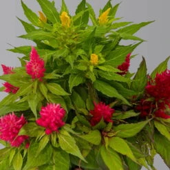 Bio Pflanzen Verkauf -Bio Pflanzen Verkauf 0610240048 Celosia Kelos Fire T20 Karneval H35 3 125438