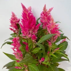 Celosia 'Kelos Fire Pink' Pink, Topf-Ø 12 Cm, 6er-Set -Bio Pflanzen Verkauf 0610240073 Celosia argentea T12 6er Set pink Kelos Fire Pink 4 113292