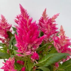 Celosia 'Kelos Fire Pink' Pink, Topf-Ø 12 Cm, 6er-Set -Bio Pflanzen Verkauf 0610240073 Celosia argentea T12 6er Set pink Kelos Fire Pink 5 113291