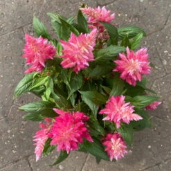 Celosia 'Kelos Fire Pink' Pink, Topf-Ø 12 Cm, 6er-Set -Bio Pflanzen Verkauf 0610240073 Celosia argentea T12 6er Set pink Kelos Fire Pink 6 1 123643