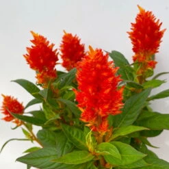 Celosia 'Kelos Fire Orange' Orange, Topf-Ø 12 Cm, 6er-Set -Bio Pflanzen Verkauf 0610240075 Celosia argentea T12 6er Set orange Kelos Fire Orange 5 113296