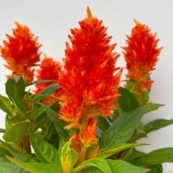 Celosia 'Kelos Fire Orange' Orange, Topf-Ø 12 Cm, 6er-Set -Bio Pflanzen Verkauf 0610240075 Celosia argentea T12 6er Set orange Kelos Fire Orange 6 113295