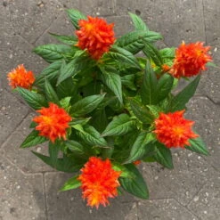 Celosia 'Kelos Fire Orange' Orange, Topf-Ø 12 Cm, 6er-Set -Bio Pflanzen Verkauf 0610240075 Celosia argentea T12 6er Set orange Kelos Fire Orange 7 1 123644