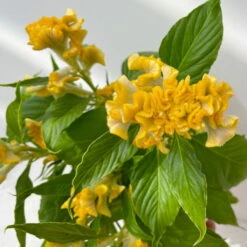 Celosia 'Hot Topic Yellow' Gelb, Topf-Ø 12 Cm, 6er-Set -Bio Pflanzen Verkauf 0610240077 Celosia argentea T12 6er Set Hot Topic Yellow 3 113300