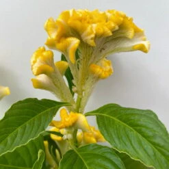 Celosia 'Hot Topic Yellow' Gelb, Topf-Ø 12 Cm, 6er-Set -Bio Pflanzen Verkauf 0610240077 Celosia argentea T12 6er Set Hot Topic Yellow 5 113299
