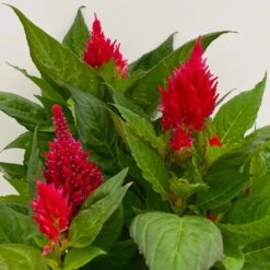 Celosia 'Kelos Fire Scarlet' Rot, Topf-Ø 17 Cm, 2er-Set 10 Celosia 'Kelos Fire Scarlet' Rot, Topf-Ø 17 Cm, 2er-Set -Bio Pflanzen Verkauf 0610240079 Celosia argentea T17 2er Set dunkelrot Kelos Fire Scarlet 11 113576