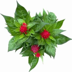 Celosia 'Kelos Fire Scarlet' Rot, Topf-Ø 17 Cm, 2er-Set 9 Celosia 'Kelos Fire Scarlet' Rot, Topf-Ø 17 Cm, 2er-Set -Bio Pflanzen Verkauf 0610240079 Celosia argentea T17 2er Set dunkelrot Kelos Fire Scarlet 12 113669