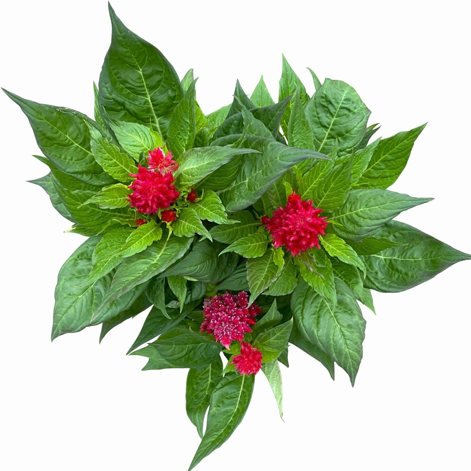 Celosia 'Kelos Fire Scarlet' Rot, Topf-Ø 17 Cm, 2er-Set 3 Celosia 'Kelos Fire Scarlet' Rot, Topf-Ø 17 Cm, 2er-Set – Bild 3