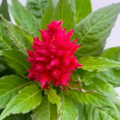 Celosia 'Kelos Fire Scarlet' Rot, Topf-Ø 17 Cm, 2er-Set 11 Celosia 'Kelos Fire Scarlet' Rot, Topf-Ø 17 Cm, 2er-Set -Bio Pflanzen Verkauf 0610240079 Celosia argentea T17 2er Set dunkelrot Kelos Fire Scarlet 3 113577