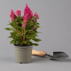 Celosia 'Kelos Fire Pink' Pink, Topf-Ø 12 Cm, 6er-Set