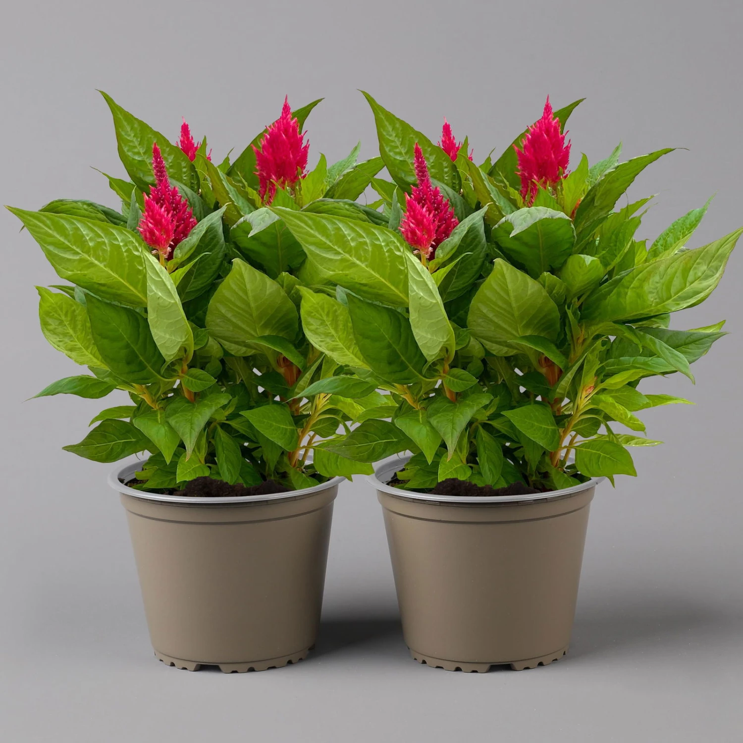 Celosia 'Kelos Fire Scarlet' Rot, Topf-Ø 17 Cm, 2er-Set 1 Celosia 'Kelos Fire Scarlet' Rot, Topf-Ø 17 Cm, 2er-Set