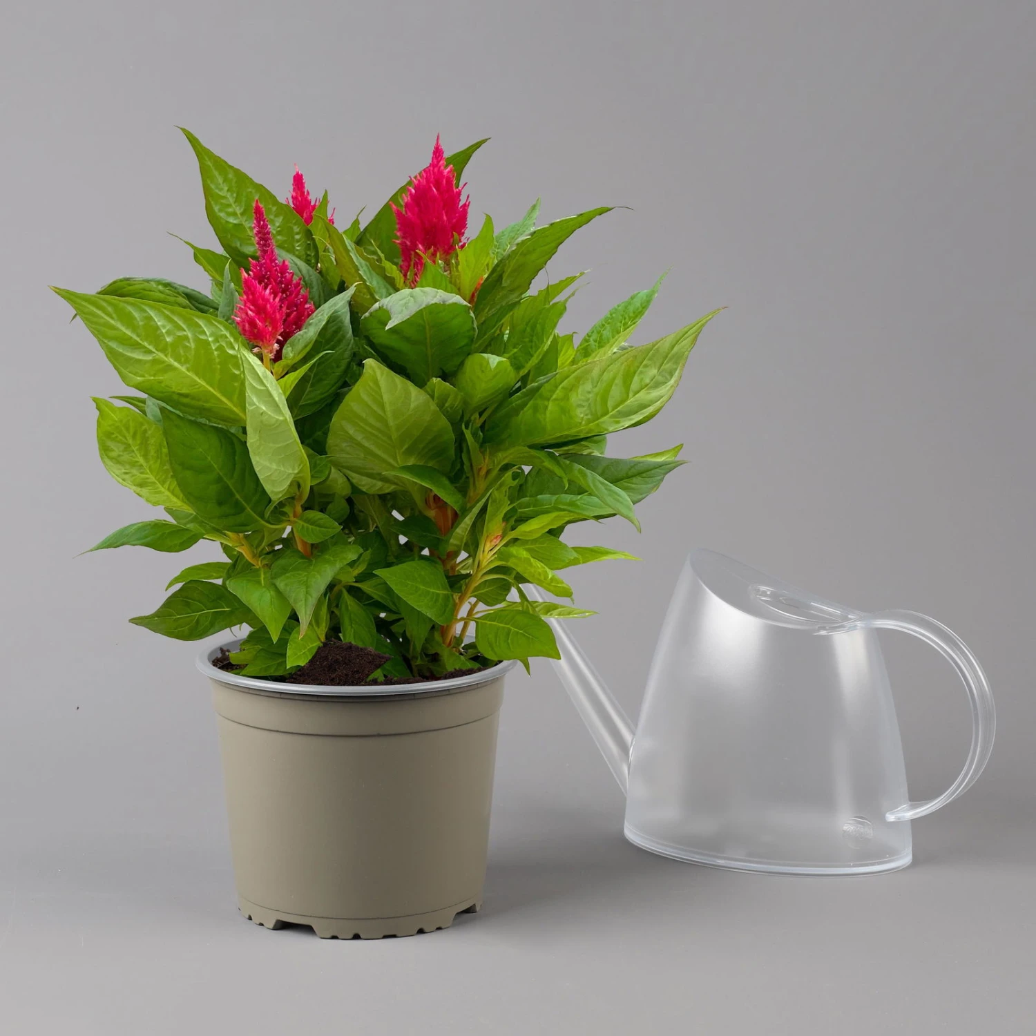 Celosia 'Kelos Fire Scarlet' Rot, Topf-Ø 17 Cm, 2er-Set 2 Celosia 'Kelos Fire Scarlet' Rot, Topf-Ø 17 Cm, 2er-Set – Bild 2