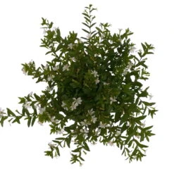 Japanische Scheinmyrte, 6er-Set, Cuphea Hyssopifolia, Weiß, Topf 11 Cm Ø -Bio Pflanzen Verkauf 0610260035 Cuphea T11 weiss 6er Set 4 93148