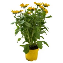 Sonnenhut, Sorte Nach Verfügbarkeit, Topf-Ø 21 Cm -Bio Pflanzen Verkauf 0610360017 0610360016 Rudbeckia T21 gelb 1 111962