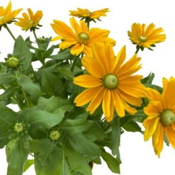 Sonnenhut, Sorte Nach Verfügbarkeit, Topf-Ø 21 Cm -Bio Pflanzen Verkauf 0610360017 0610360016 Rudbeckia T21 gelb 3 111963