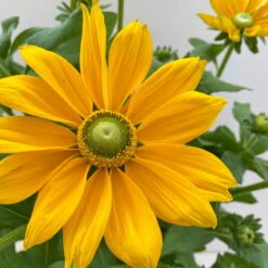 Sonnenhut, Sorte Nach Verfügbarkeit, Topf-Ø 21 Cm -Bio Pflanzen Verkauf 0610360017 0610360016 Rudbeckia T21 gelb 5 111919