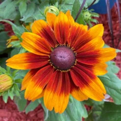 Sonnenhut, Sorte Nach Verfügbarkeit, Topf-Ø 21 Cm -Bio Pflanzen Verkauf 0610360017 0610360022 Rudbeckia T21 orange braun 2 111918