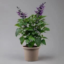 Pfirsichsalbei Purpurlila, Topf-Ø 21 Cm, Höhe Ca. 40 Cm -Bio Pflanzen Verkauf 0610370085 Salvia T21 purple H 40 cm 2 125917